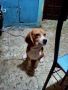 stud beagle pure, -- Dogs -- Paranaque, Philippines