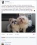 facebook page angels petshoppe, -- Pet Accessories -- Metro Manila, Philippines
