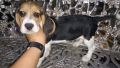 beagle, dogs, pets, animals, -- Dogs -- Metro Manila, Philippines