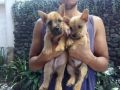 norwichterrier, rare, puppies, -- Dogs -- Rizal, Philippines