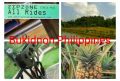 camiguin island tour, bukidnon adventure tour, iligan city tour, cdo water rafting, -- Tour Packages -- Cagayan de Oro, Philippines