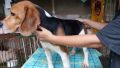 beagle, -- Dogs -- Tagaytay, Philippines