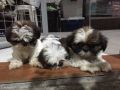 cute, black and white, puppies for sale, -- Dogs -- Metro Manila, Philippines