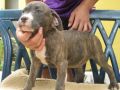 pitbull bully for sale male, -- All Animals -- Metro Manila, Philippines