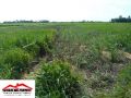 agricultural for sale in himamaylan city, agricultural land, farm land, agriculture, -- Land & Farm -- Negros Occidental, Philippines