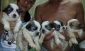 lhasa apso puppies, -- Dogs -- Metro Manila, Philippines
