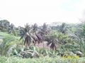 coconut farm, mango farm, guinayangan, quezon, -- Farms & Ranches -- Quezon Province, Philippines