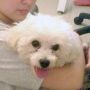 maltese, stud, certified pure breed, pcci papers, -- Stud -- Quezon City, Philippines