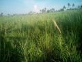lot for sale mendez indang boundery, -- Land & Farm -- Cavite City, Philippines