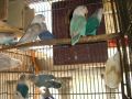 lovebirds, parakeets, nest box, -- Pet Accessories -- Metro Manila, Philippines