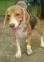 stud beagle, beagle, dogs, pets, -- All Animals -- Metro Manila, Philippines