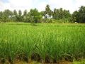 ricedield farm, -- Land & Farm -- Davao City, Philippines