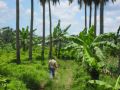 mango farm, orchards, agricultural, rawland, -- Land & Farm -- Damarinas, Philippines