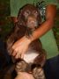 dogs, pets, animals, for sale, -- All Animals -- Metro Manila, Philippines
