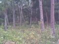 land and farm for sale, -- Farms & Ranches -- Negros oriental, Philippines