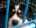 dog, -- Dogs -- Bulacan City, Philippines
