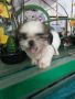 pets dog, -- All Animals -- Antipolo, Philippines