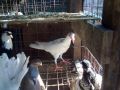 mybenta english carrier pigeon, -- Birds -- Rizal, Philippines