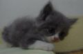persian kittens for sale, -- Cats -- Quezon City, Philippines