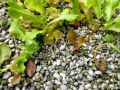 lahar pumice rocks gravel aquaponics growmedium, -- Garden Items & Supplies -- Santa Rosa, Philippines