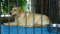 heavy labrador puppies, -- Dogs -- Metro Manila, Philippines