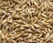 barley seeds, -- Nutrition & Food Supplement -- Misamis Occidental, Philippines