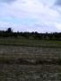 farm land;mango farm, -- Farms & Ranches -- Bulacan City, Philippines