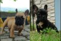 frenchie french bulldog puppy bully breed, -- Dogs -- Baguio, Philippines