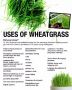 wheatgrass, -- Nutrition & Food Supplement -- Misamis Occidental, Philippines