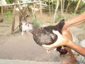 fighting cock, -- Birds -- Batangas City, Philippines