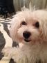 maltese, stud, certified pure breed, pcci papers, -- Stud -- Quezon City, Philippines