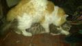 persian kittens for sale, -- Cats -- Metro Manila, Philippines