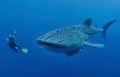 butanding whale shark oslob, -- Tour Packages -- Cebu City, Philippines