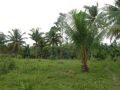 land in tutay pinamungajan cebu, -- Land & Farm -- Cebu City, Philippines