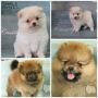 pomeranian, stud, pom, cream pomeranian, -- Dogs -- Rizal, Philippines