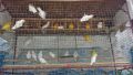 african lovebirds, -- All Buy & Sell -- Metro Manila, Philippines