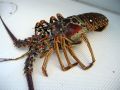 lobster lobsters live big size philippines, -- Food & Beverage -- Metro Manila, Philippines