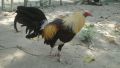 fighting cocks, gamefowls, panabong na manok, -- All Animals -- Urdaneta, Philippines