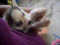siberian husky puppy, siberian husky, siberian husky puppy male, siberian husky puppy female, -- Dogs -- Metro Manila, Philippines