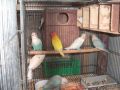 lovebirds, parakeets, nest box, -- Pet Accessories -- Metro Manila, Philippines