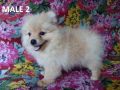 pomeranian puppy for sale, -- Dogs -- Taguig, Philippines