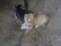 siberian husky puppy, siberian husky, siberian husky puppy male, siberian husky puppy female, -- Dogs -- Metro Manila, Philippines