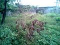 lot for sale, -- Land -- Talisay, Philippines