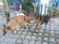 quality smart and aggressive stud belgian malinois imported lineage, -- Dogs -- Damarinas, Philippines