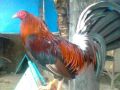 nino maestral@yahoocom, -- Birds -- Pampanga, Philippines