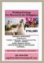wedding planner, coordinator, event organizers, -- Wedding -- Metro Manila, Philippines
