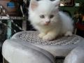 persian kittens for sale persian kitten cat, -- Cats -- Metro Manila, Philippines
