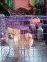 female pom, -- Dogs -- Metro Manila, Philippines