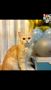 102715, -- Cats -- Santa Rosa, Philippines