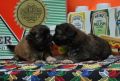 shih tzu puppy, shih tzu for sale, shih tzu puppies, shih tzu puppy for sale, -- Dogs -- Metro Manila, Philippines